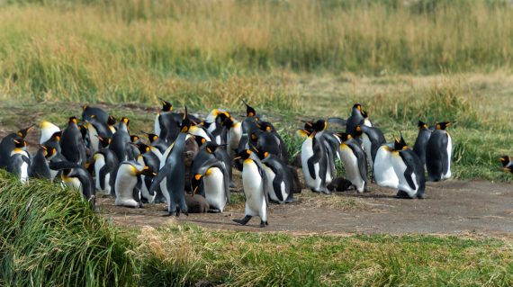 Koningspinguins Tierra del Fuego