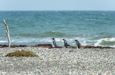 Koningspinguins Tierra del Fuego