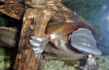 Platypus of Vogelbekdier ©Kieke van Maarschalkerwaart