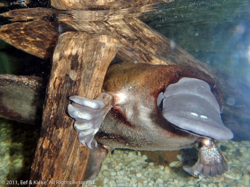 Platypus of Vogelbekdier ©Kieke van Maarschalkerwaart