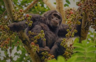 Chimpansee Nyungwe National Park