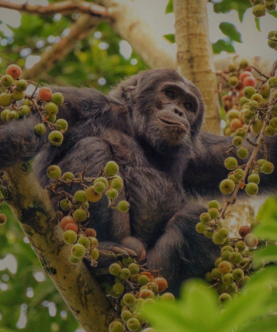 Chimpansee Nyungwe National Park