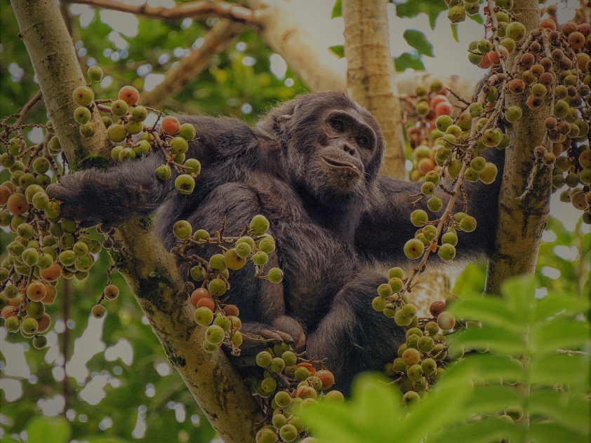 chimpansee Nyungwe, Chimpansee trekking, rondreis Rwanda, Kingfisher