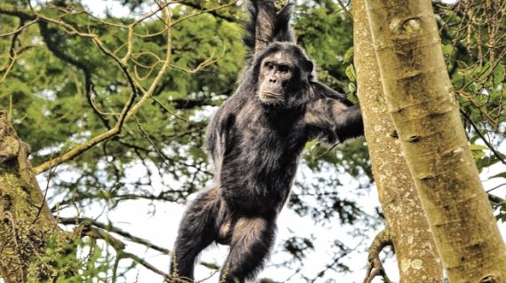 Chimpansee Nyungwe National Park