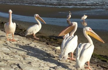 Walvis Bay2