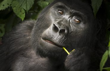 Bwindi Berggorilla ©Roger Delh