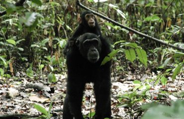 chimp Mbali Mbali Mahale
