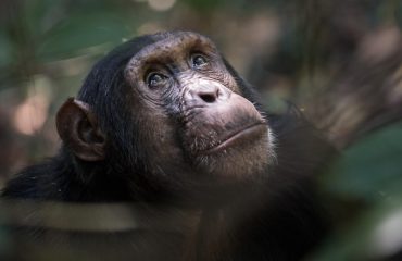 chimp Mbali Mbali Mahale