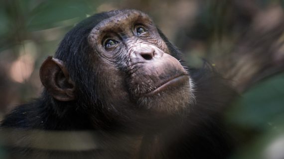 chimp Mbali Mbali Mahale
