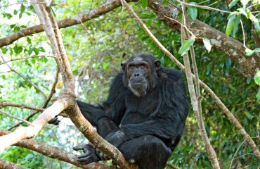 chimp Mbali Mbali Mahale