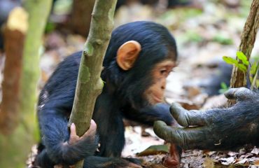 chimp Mbali Mbali Mahale