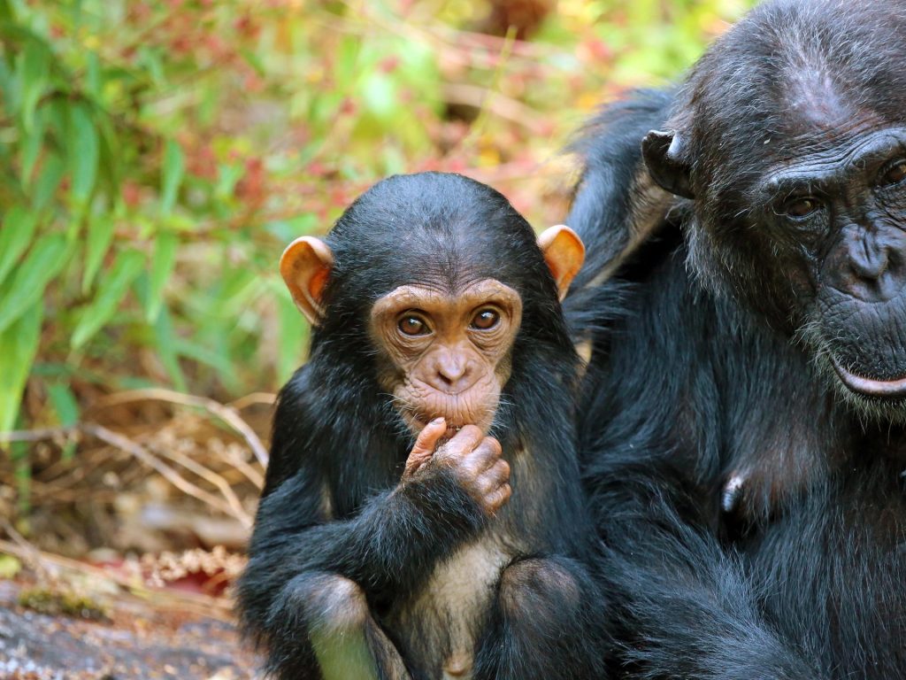 tanzania, safari, ongerept