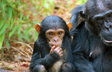 chimpansee Mbali Mbali Mahale