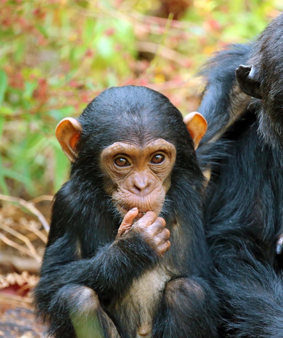 chimpansee Mbali Mbali Mahale