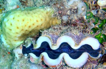 Great Barrier reef onder water©Kieke van Maarschalkerwaart