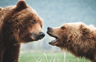 Flirting grizzly's Alaska ©Kieke van Maarschalkerwaart