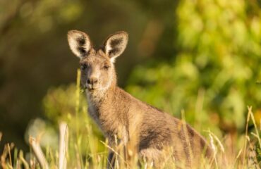 Australia kangaroo ©matt_meyer