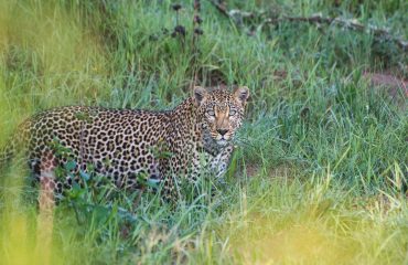 leopard Akagera