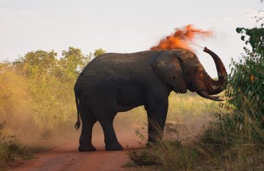 olifant Akagera