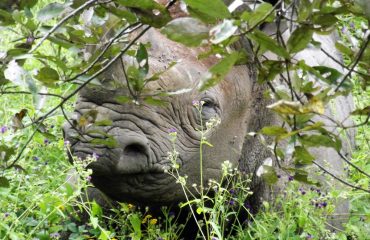 rhino in Akagera
