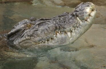 zoutwaterkrokodil ©Kieke van Maarschalkerwaart