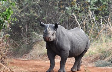 zwarte neushoorn Akagera ©Stuart Slabbert AP