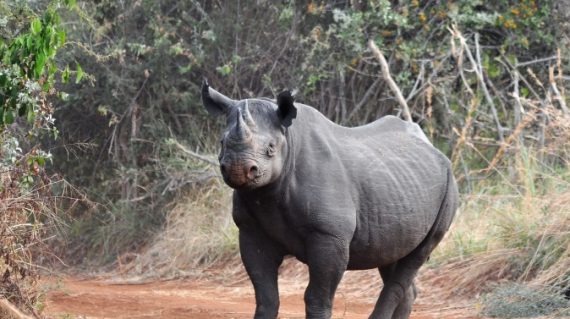 zwarte neushoorn Akagera ©Stuart Slabbert AP