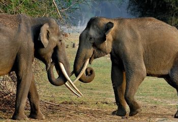 Elephants_low-in-Kabini-van-Evolve-Back-hoofdfoto_16bij9