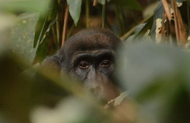 Laaglandgorilla Odzala Ngaga Camp © ’All for Nature Travel