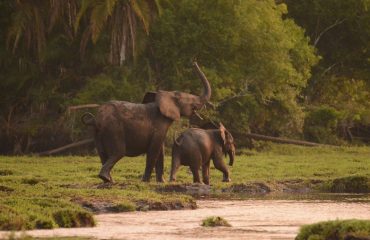 Bosolifanten Lango Bai © ’All for Nature Travel