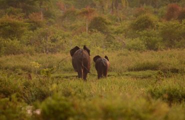 bosolifanten Lango Bai © ’All for Nature Travel