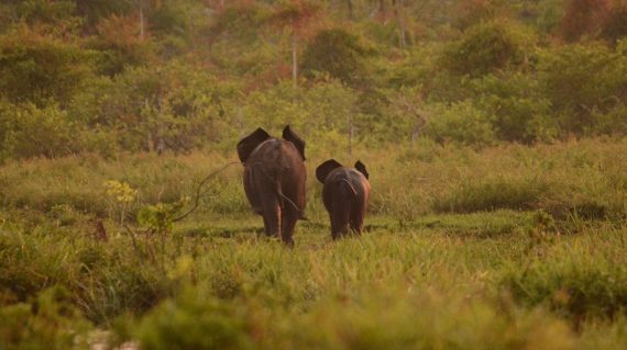 bosolifanten Lango Bai © ’All for Nature Travel
