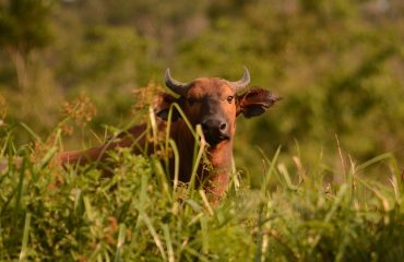 Woudbuffel Odzala © ’All for Nature Travel