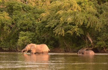 Bosolifant steekt rivier over in Odzala © ’All for Nature Travel