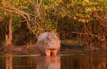 Het nijlpaard van Odzala © ’All for Nature Travel