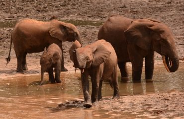 Bosolifanten in de Dzanga Bai