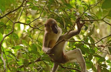 Agila Mangabey Dzanga Sangha NP ©All for Nature Travel