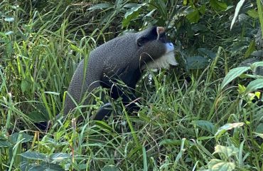 Chinese Emperor monkey Dzanga © ’All for Nature Travel