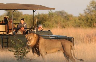 Camp Hwange-Game drive web