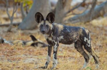 ChrisRoche wild dog