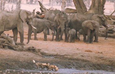 waterhole