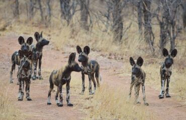 wild dogs hwange
