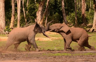 hoofdfoto dzanga bai © ’All for Nature Travel