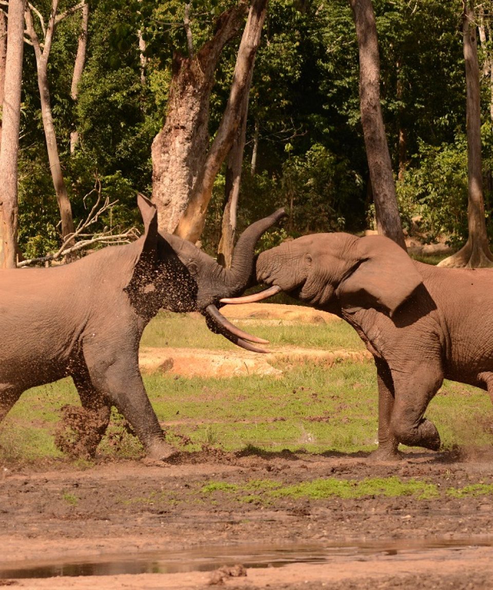hoofdfoto dzanga bai © ’All for Nature Travel