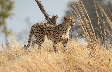 cheeta Hwange copyright Dana allen