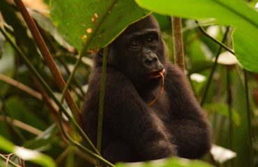 laagland gorilla odzala © ’All for Nature Travel