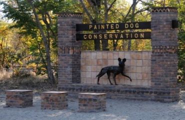 Painted Dogs Conservation Hwange web
