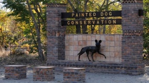 Painted Dogs Conservation Hwange web