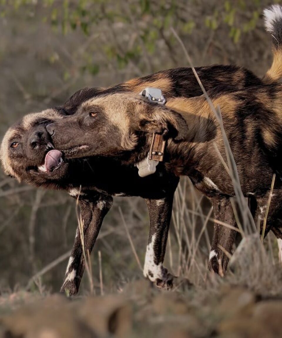 Wild-dogs-playing-together ©Charlie-Potter