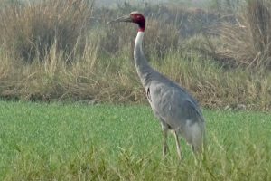 Mela kothi Chambal Safari lodge